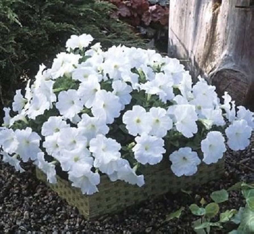 Petunia (flower Petunia hybrida Trilogy Salmon Morn pelleted) for planting in garden